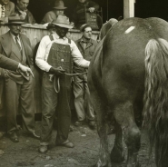 Horse surrounded by men, NYC, 1947