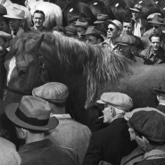Man leading horse, Horse Auction, NYC, 1947